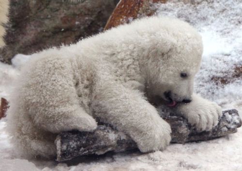 white-bear-born-6