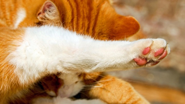 cats-paw-2942106_960_720