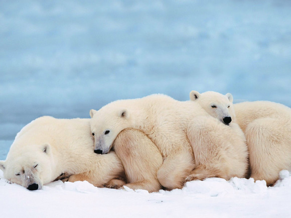 polar-bear-pictures-240