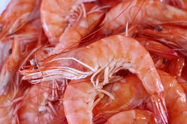shrimp-1811954_640