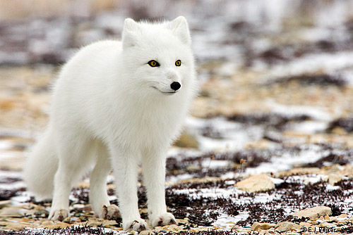 ArcticFox04