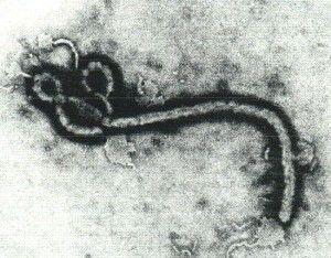 Ebola_Virus