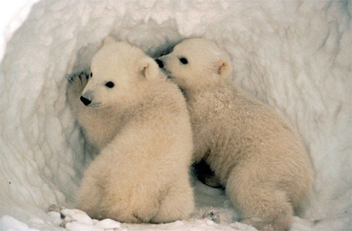 polar-bear-cubs