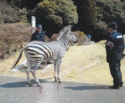 20160323-OYT1I50020-L