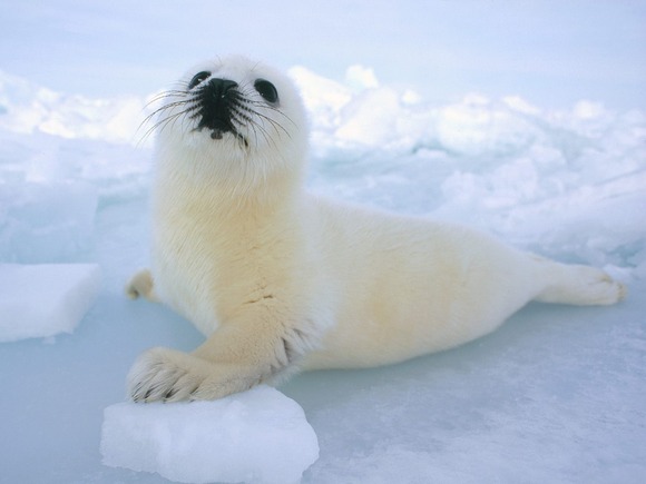 harp_seal