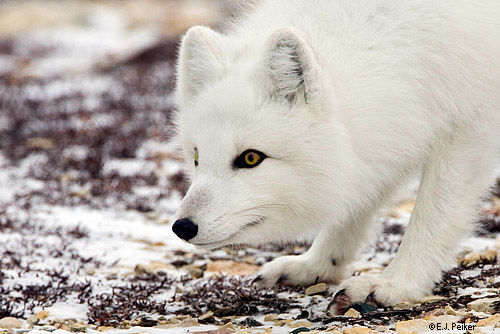 MB_ArcticFox07
