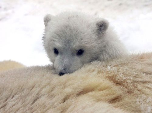 white-bear-born-4