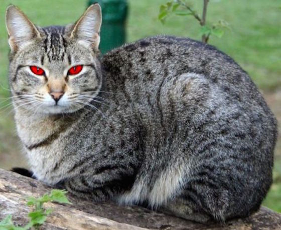 normal_red_eye_cat (1)