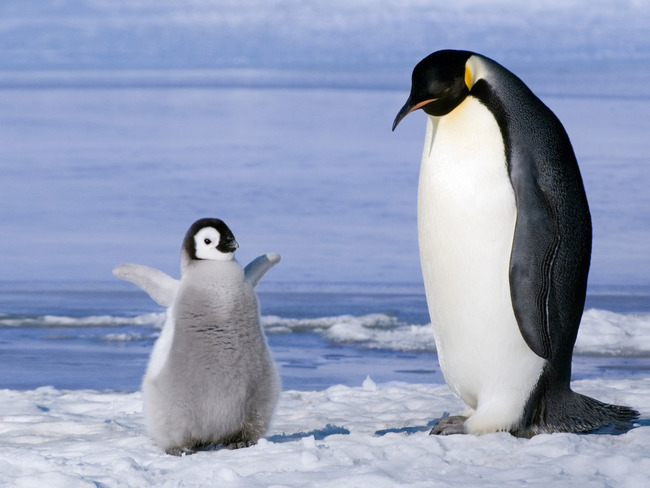 Animals-Birds-Penguin-and-chick-030942-