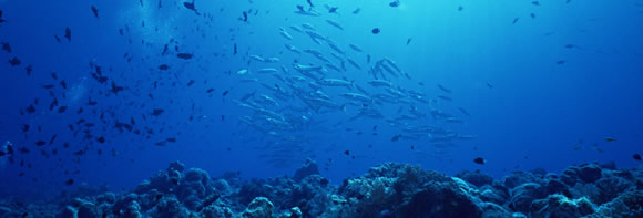 060517fish14