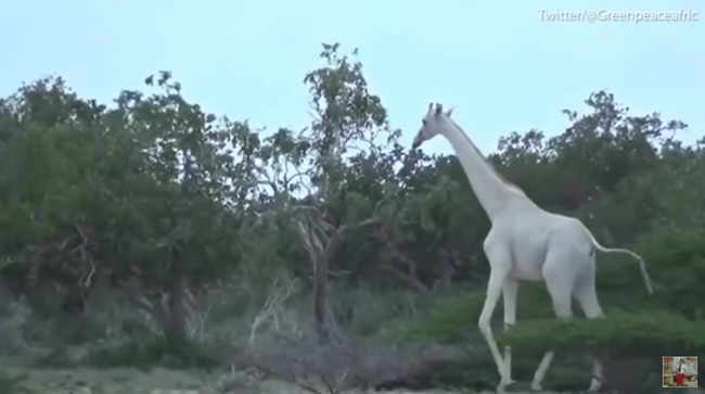 rare WHITE Giraffes