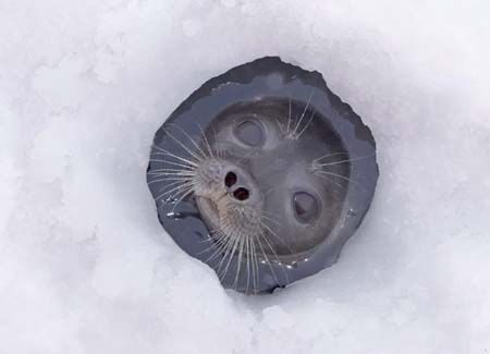 beautiful-baby-seal