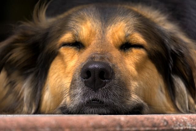 dog-2559466_640