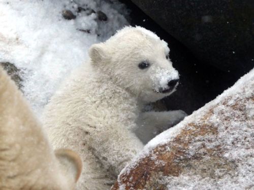 white-bear-born-5