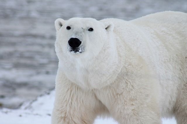 polar-bear-404314_640