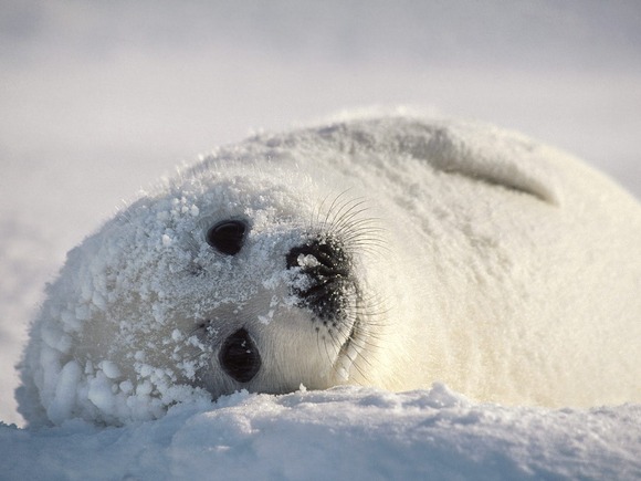 Snow Bed Harp Seal