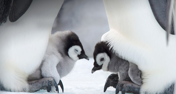 BabyPenguin_ROW881578549