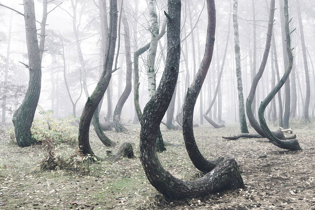 crooked-forest-krzywy-las-kilian-schonberger-poland-1