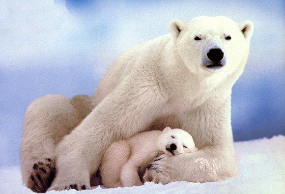 Polar-bear-species-threatened-with-extinction
