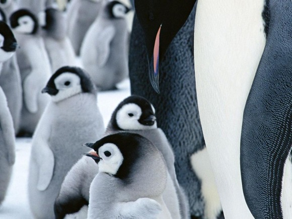 penguin-baby-photos-1