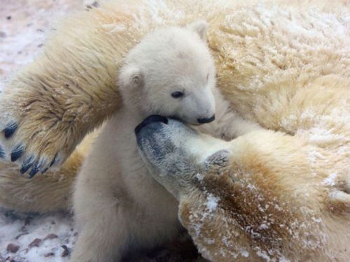 white-bear-born-3