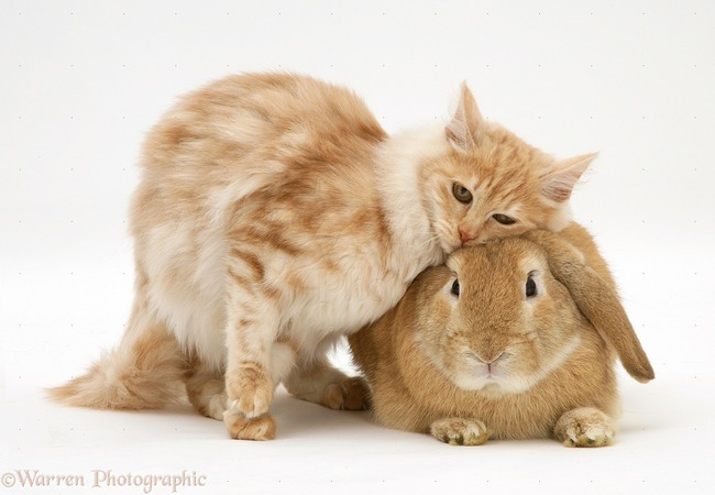 18021-Ginger-rabbit-and-cat-white-background