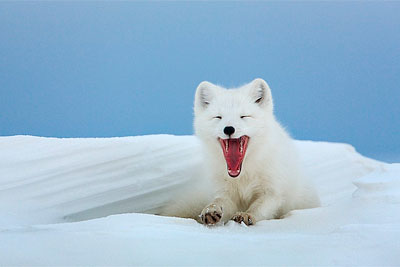 arctic-fox1