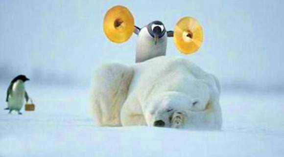 white-bear
