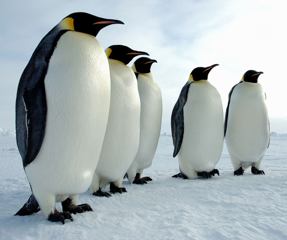 EmperorPenguinBattalion