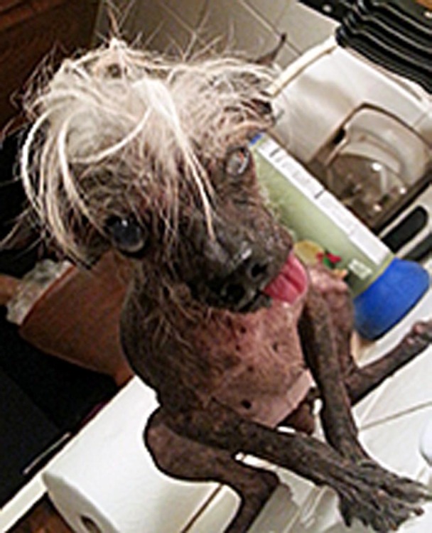 2014-world-ugliest-dog-contest-sweetpee-rambo