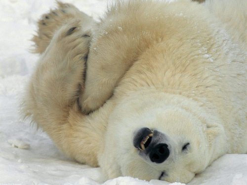 way-laid-back-white-bear-1