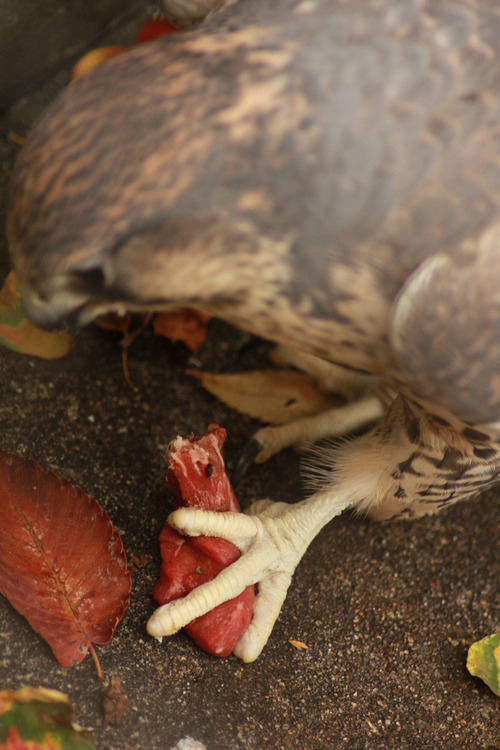 天王寺動物園で撮った写真を放出する