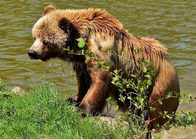european-brown-bear-3365628_640
