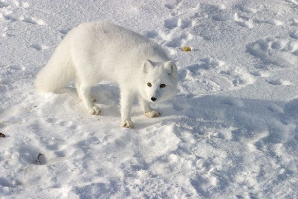 Arctic-Fox-0013