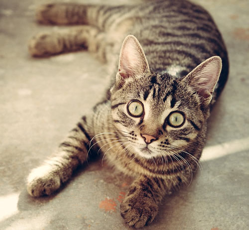 cat-618470_960_720