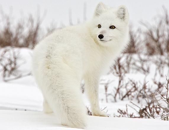 arctic-fox-canada