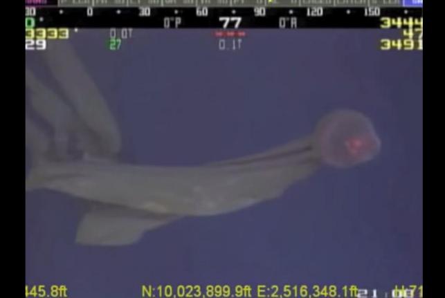 Rarely-seen-deep-sea-jellyfish-recorded-in-Gulf-of-Mexico
