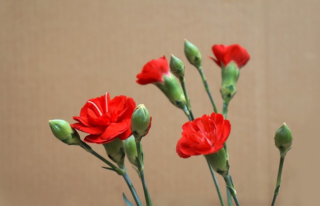 carnations-3200029_960_720