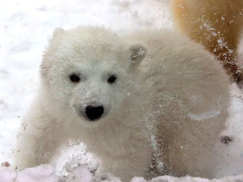 white-bear-born-2