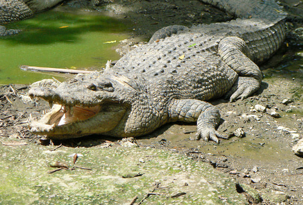 hu-zoo-crocodile-park