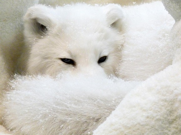 Arctic_Fox_by_SolaraLohu