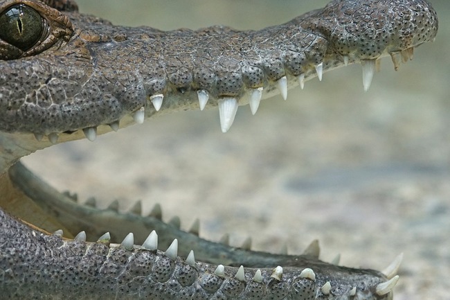 crocodile-1721924_960_720