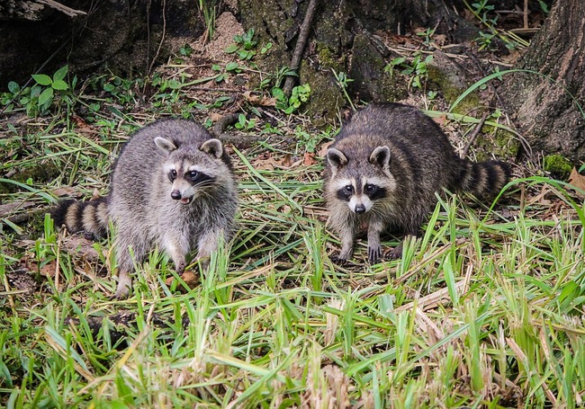 raccoons-439883_960_720