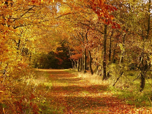 autumn-279408_960_720