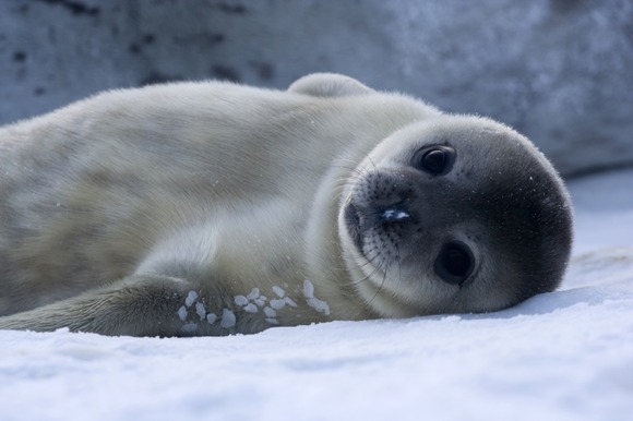 weddellseal