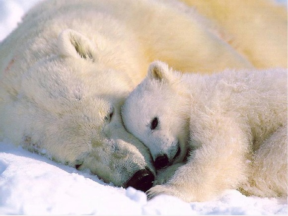 white-bear-wallpaper