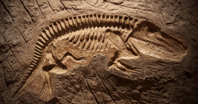 4-dinosaur-fossil-179325579
