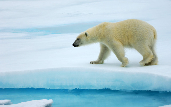 Animals_Beasts_The_beautiful_White_Bear_016423_