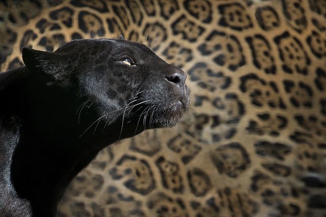 zoo-1147989_640