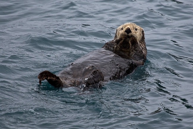sea-otter-1405976_960_720